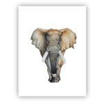 Poster Olifant