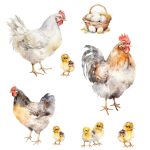 Muurstickers Kippen
