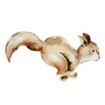 Muursticker Boswandeling | Eekhoorn (5 afmetingen)