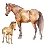 Muursticker Paard en Veulen