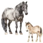 Muursticker Zwart Paard en Veulen