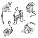 Muurstickers Ringstaartmaki's