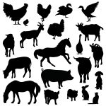 Muurstickers Boerderijdieren